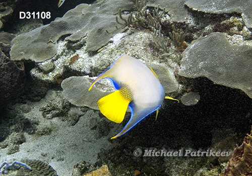 Queen Angelfish (Holacanthus ciliaris)